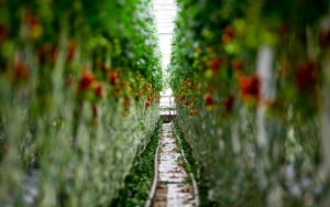 greenhouse-long-row