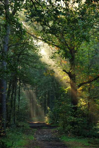 there_is_some_light_on_my_path_by_jchanders-d4df7ol